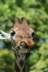 Close-up of an animal