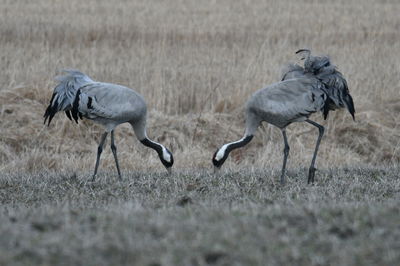 Birds on field