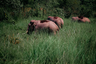 Group of elephants