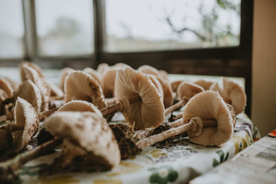 Close-up of mushrooms on table at home