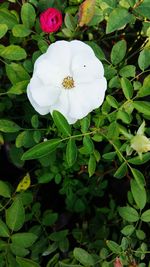 Close-up of white rose blooming outdoors