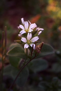 Close-up of flowering plant