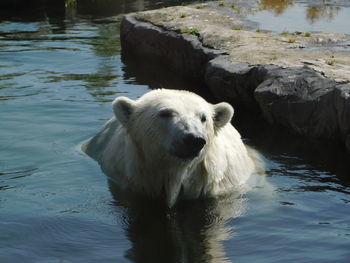 View of a icebear in water