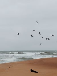 Seagulls flying over beach against sky