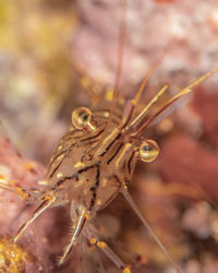 Close-up of insect on plant