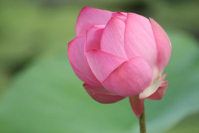 Close-up of pink lotus