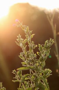 Close-up of flowering plant