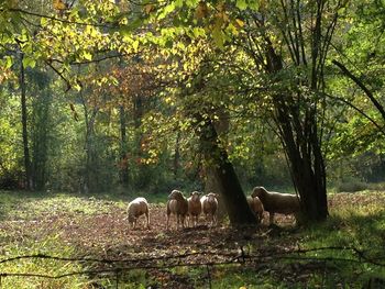 Cows grazing on field