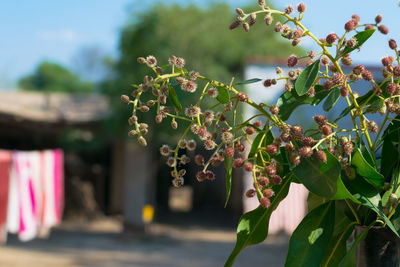 Close-up of flowering plant against tree