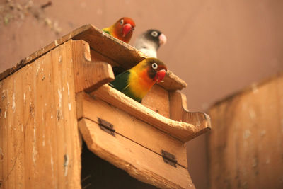 Close-up of parrot perching on wood