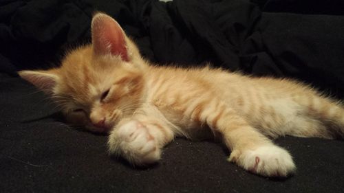 Cat sleeping on bed