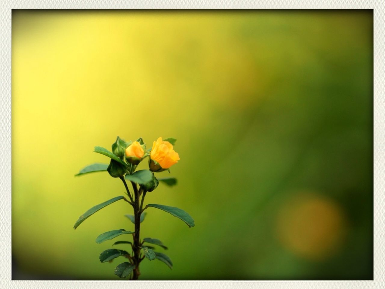 flower, transfer print, freshness, petal, fragility, auto post production filter, growth, flower head, yellow, beauty in nature, nature, plant, blooming, focus on foreground, close-up, stem, in bloom, bud, blossom, leaf