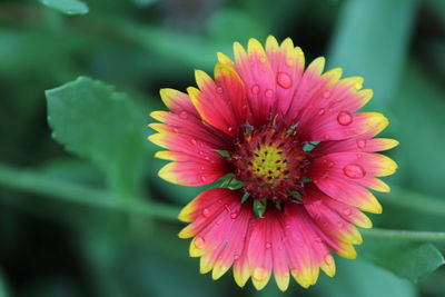Close-up of pink flower