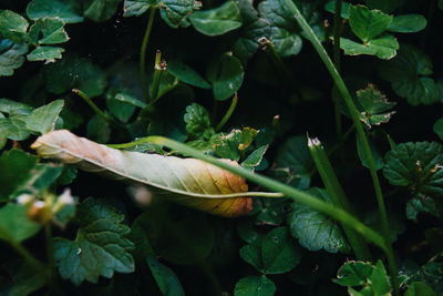 Close-up of water drops on plant