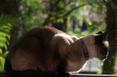 Close-up of siamese cat on window sill