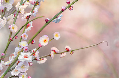 Close-up on a white plum tree flowers in bloom against a bokeh background.