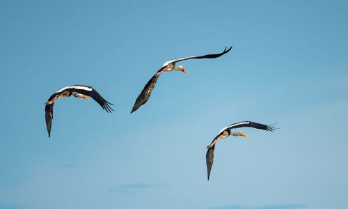 Low angle view of birds flying against blue sky