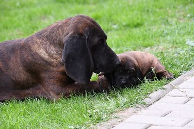 Two dogs relaxing on field