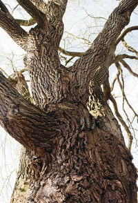 Low angle view of tree trunk