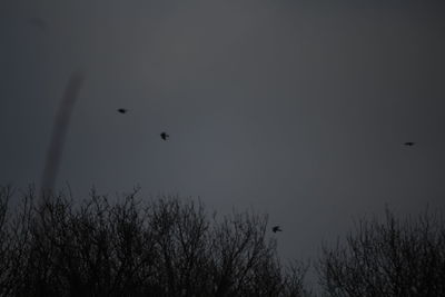 Silhouette birds flying against sky