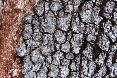 Full frame shot of tree trunk