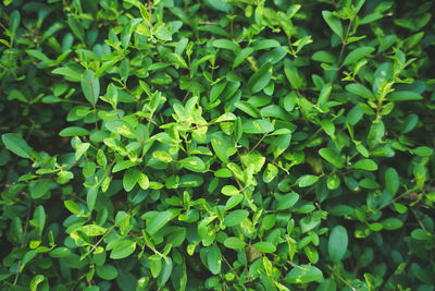 Full frame shot of green leaves