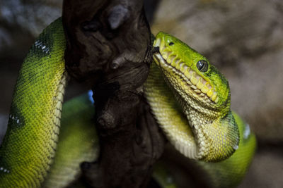 Close-up of lizard