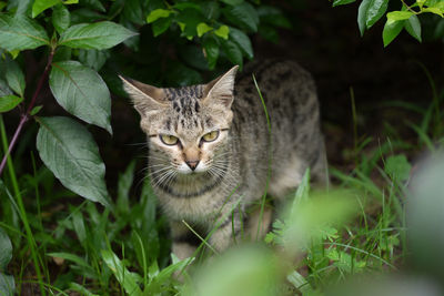 Portrait of a cat on field