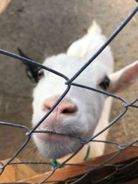 Close-up of a horse