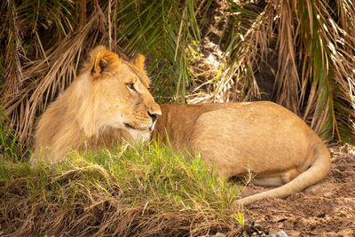 Male lion bares teeth standing by lioness