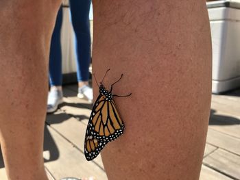 Close-up of butterfly on leg 