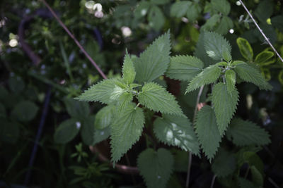 Close-up of plant
