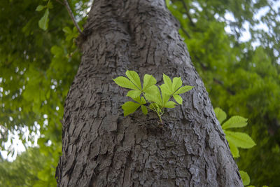 Low angle view of tree trunk