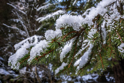 Close-up of snow covered pine tree