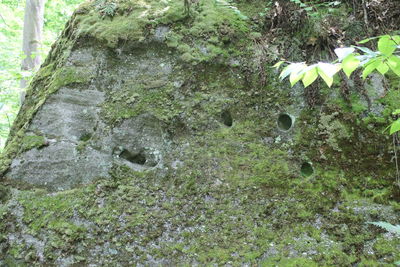 Moss growing on tree trunk