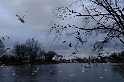 Seagulls flying over lake against sky