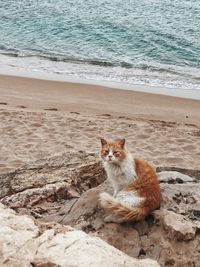 Portrait of cat sitting on sand at beach