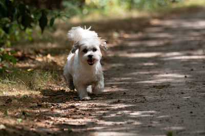 Portrait of white dog running on field