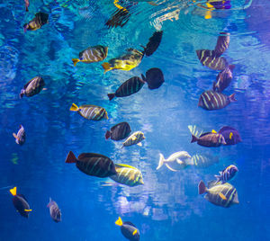 View of fishes swimming in sea