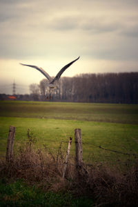 Bird on field against sky