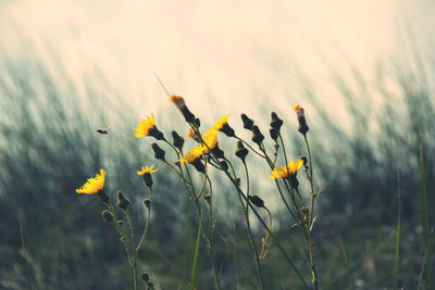 Close-up of yellow flowering plants on field