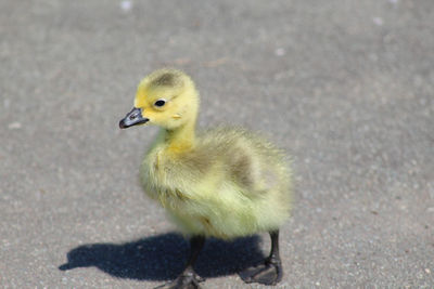 Close-up of a bird