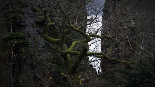 Low angle view of ivy growing on tree in forest