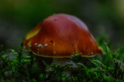 Close-up of mushroom growing on field