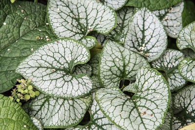 Full frame shot of green leaves