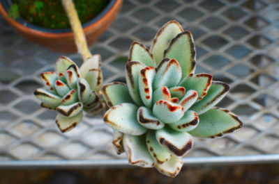 Close-up of succulent plant