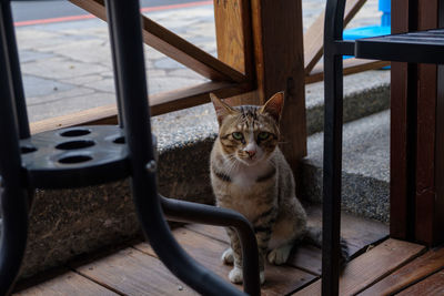 Cat sitting on chair