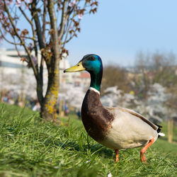 Close-up of mallard duck on field