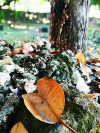 Close-up of mushrooms growing on tree trunk