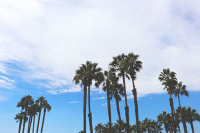 Low angle view of palm trees against sky